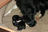 BORDER COLLIE - MISE BAS 016